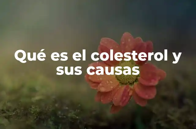 Qué es el Colesterol y Sus Causas