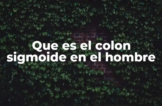 Que es el Colon Sigmoide en el Hombre