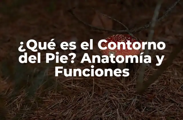 ¿qué es el Contorno Del Pie? Anatomía y Funciones