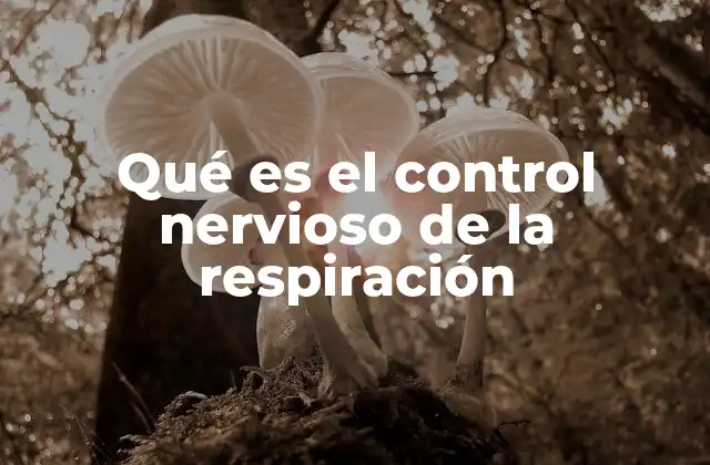Qué es el Control Nervioso de la Respiración