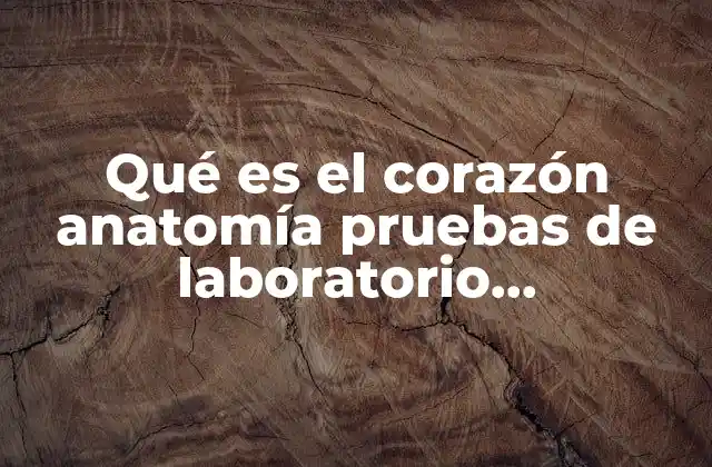Qué es el Corazón Anatomía Pruebas de Laboratorio Enfermedades