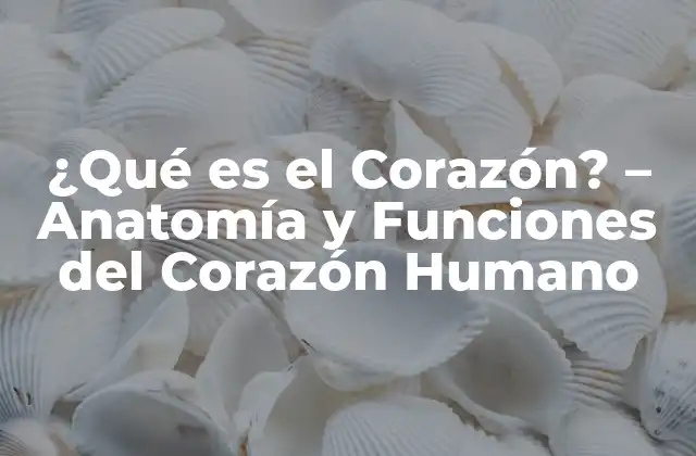 ¿qué es el Corazón? – Anatomía y Funciones Del Corazón Humano