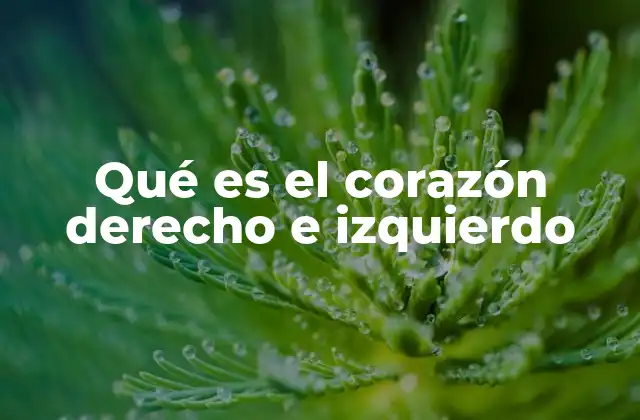 Qué es el Corazón Derecho e Izquierdo