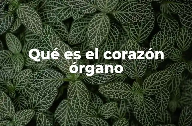 Qué es el Corazón Órgano