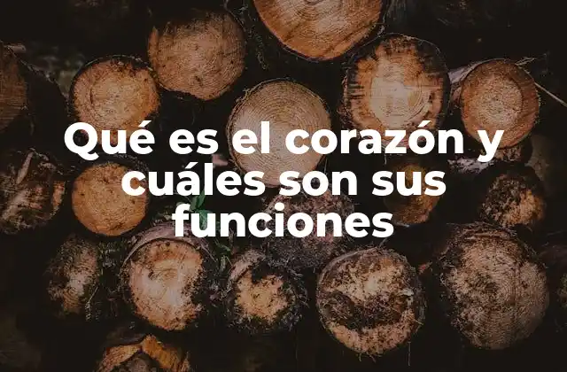 Qué es el Corazón y Cuáles Son Sus Funciones