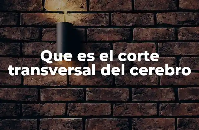 Que es el Corte Transversal Del Cerebro
