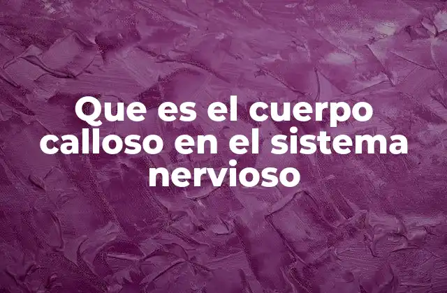 La conexión entre hemisferios cerebrales