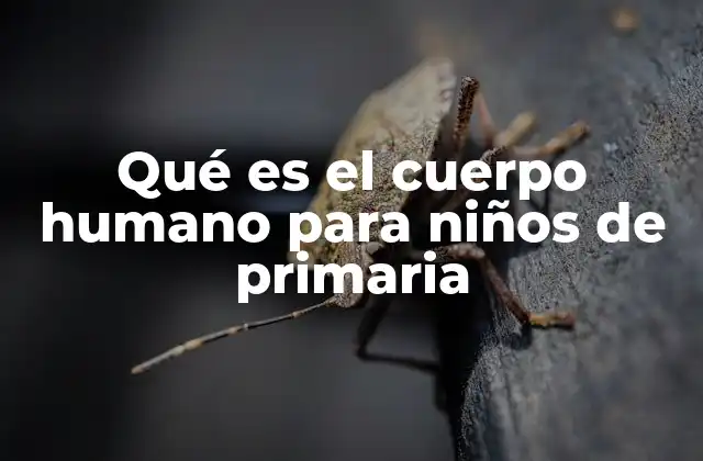 Qué es el Cuerpo Humano para Niños de Primaria 2 El cuerpo humano como base para aprender sobre el ser humano