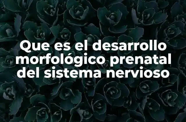 Que es el Desarrollo Morfológico Prenatal Del Sistema Nervioso
