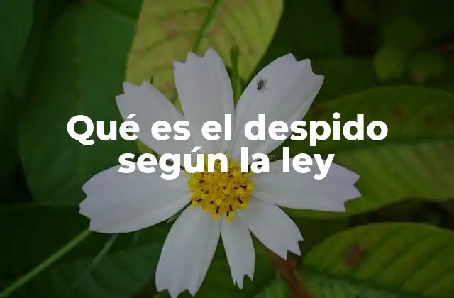 Qué es el Despido según la Ley