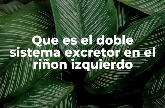 Que es el Doble Sistema Excretor en el Riñon Izquierdo