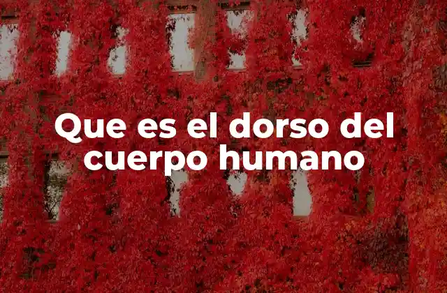 Que es el Dorso Del Cuerpo Humano