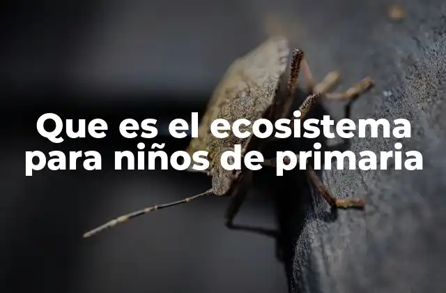 Que es el Ecosistema para Niños de Primaria