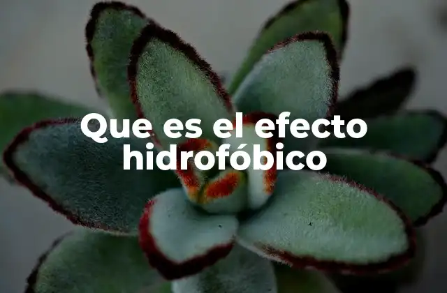 Que es el Efecto Hidrofóbico
