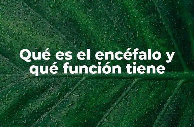 Qué es el Encéfalo y Qué Función Tiene