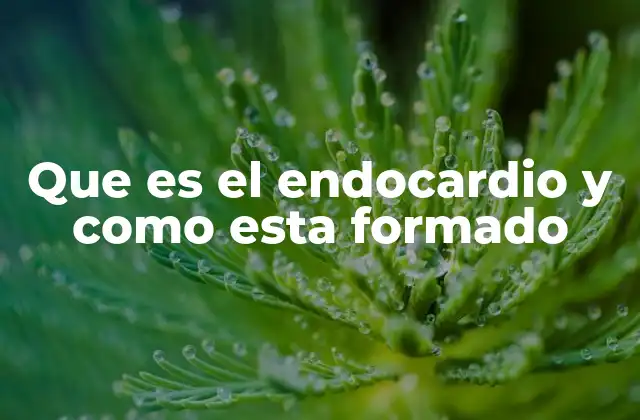 Que es el Endocardio y como Esta Formado