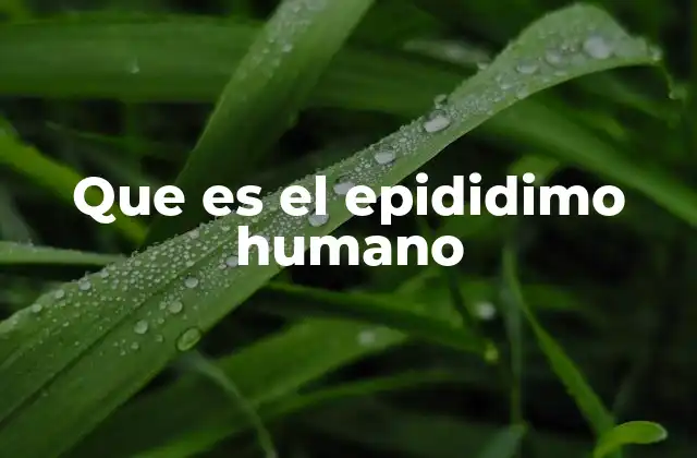 Que es el Epididimo Humano
