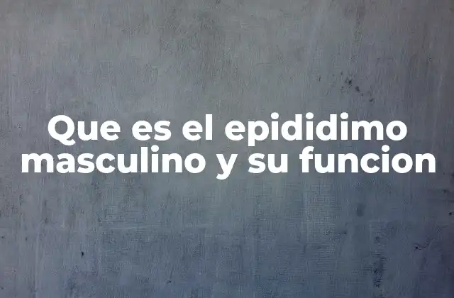 El papel del epidídimo en el desarrollo del esperma
