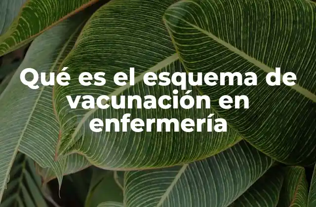 Qué es el Esquema de Vacunación en Enfermería 2 La importancia de un esquema de vacunación bien estructurado