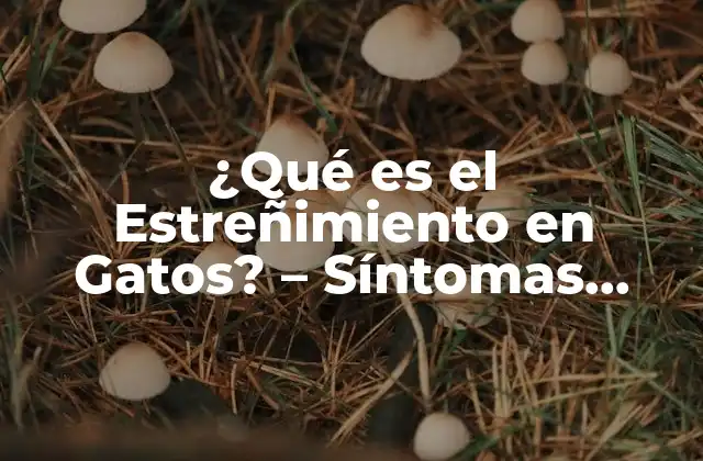 ¿Qué son los Síntomas del Estreñimiento en Gatos?