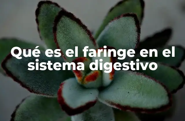 Qué es el Faringe en el Sistema Digestivo 2 La importancia del faringe en el proceso digestivo