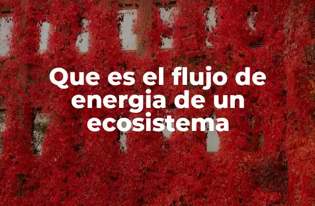 Cómo se establece el flujo de energía en los ecosistemas
