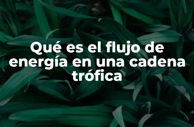 Qué es el Flujo de Energía en una Cadena Trófica