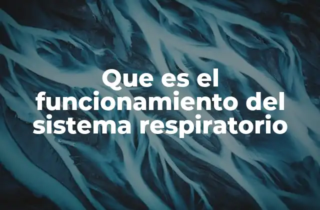 Que es el Funcionamiento Del Sistema Respiratorio