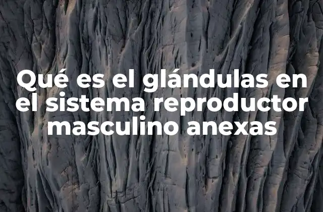 Qué es el Glándulas en el Sistema Reproductor Masculino Anexas
