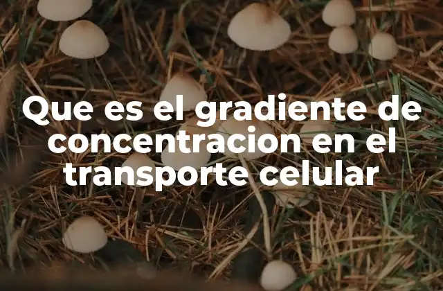 Que es el Gradiente de Concentracion en el Transporte Celular