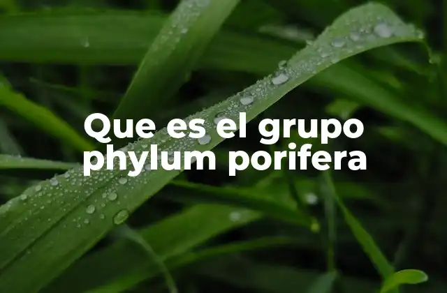 Que es el Grupo Phylum Porifera