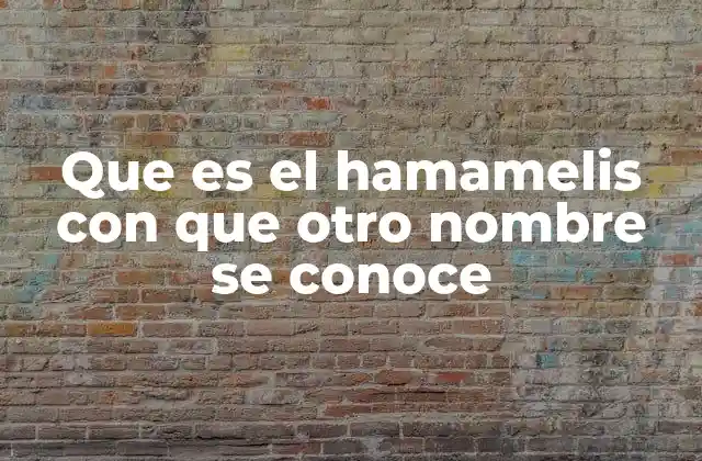 El hamamelis y su uso en la medicina tradicional