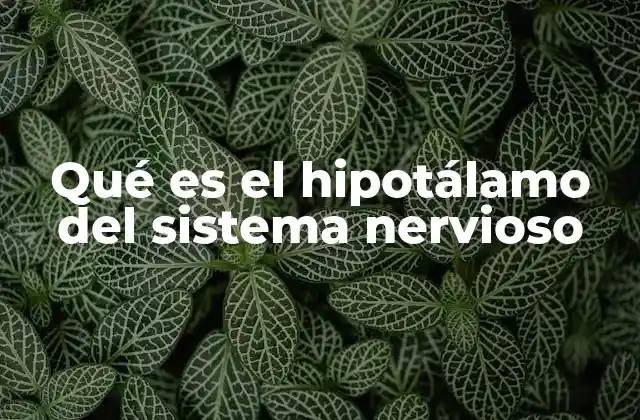Qué es el Hipotálamo Del Sistema Nervioso