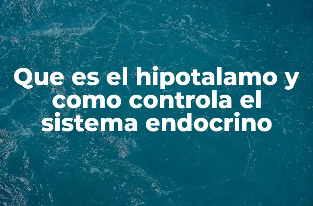 Que es el Hipotalamo y como Controla el Sistema Endocrino