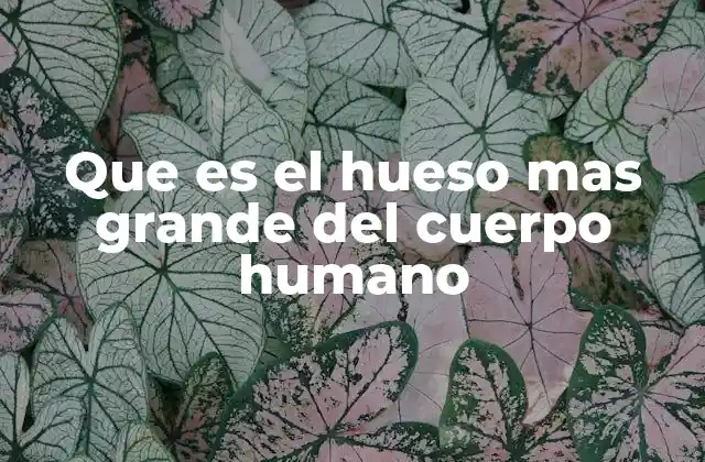 Que es el Hueso mas Grande Del Cuerpo Humano