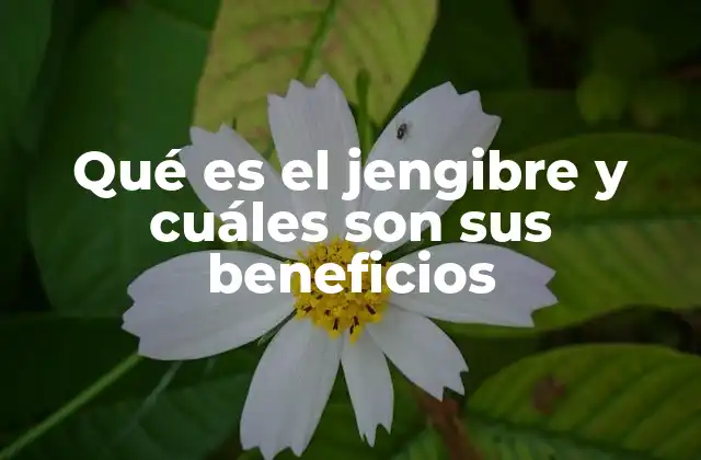 Qué es el Jengibre y Cuáles Son Sus Beneficios