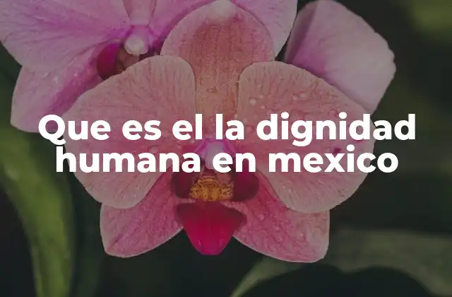 Que es el la Dignidad Humana en Mexico 2 El papel de la dignidad humana en la cultura mexicana