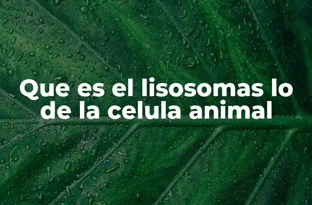 Que es el Lisosomas Lo de la Celula Animal 2 El papel del lisosoma en el metabolismo celular