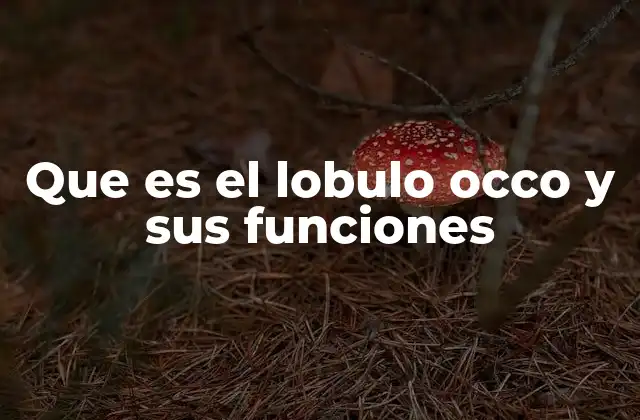 El papel del lóbulo occipital en la percepción sensorial