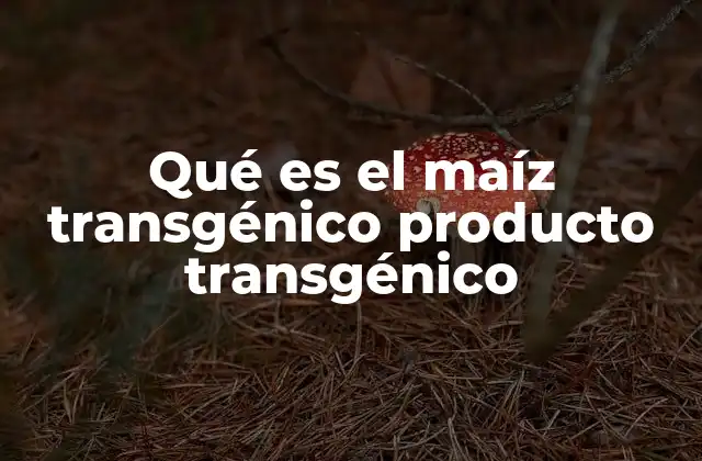 Qué es el Maíz Transgénico Producto Transgénico