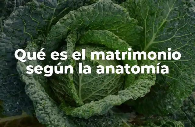 Qué es el Matrimonio según la Anatomía