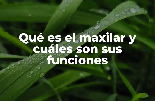 Qué es el Maxilar y Cuáles Son Sus Funciones