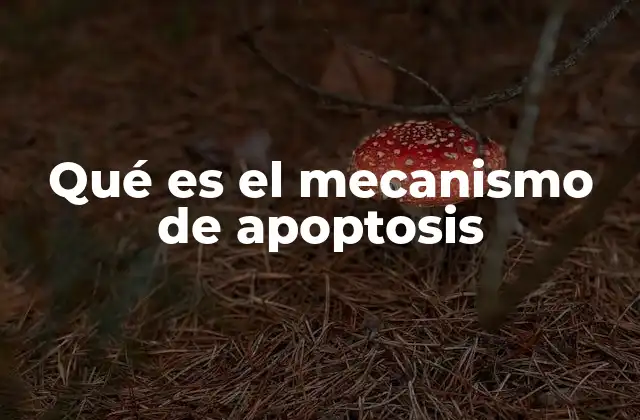 Qué es el Mecanismo de Apoptosis