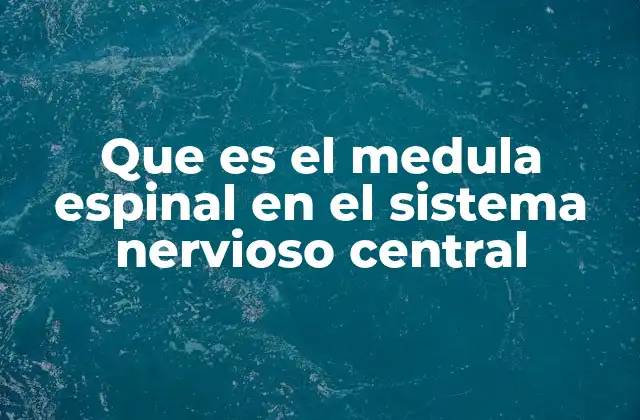 Que es el Medula Espinal en el Sistema Nervioso Central