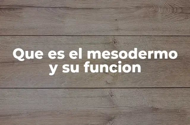 Que es el Mesodermo y Su Funcion