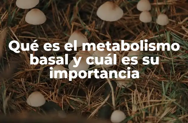 Qué es el Metabolismo Basal y Cuál es Su Importancia
