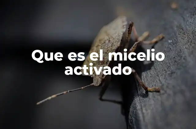 Que es el Micelio Activado