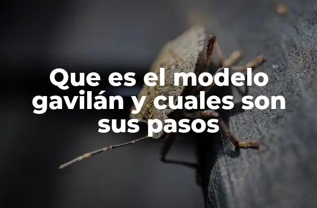 La estrategia detrás del modelo gavilán