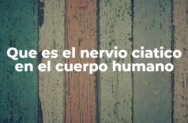 Que es el Nervio Ciatico en el Cuerpo Humano