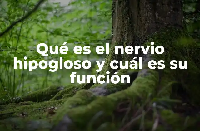 Qué es el Nervio Hipogloso y Cuál es Su Función